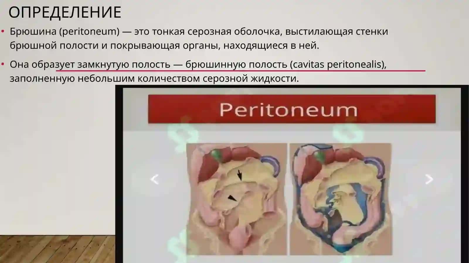 Брюшина (peritoneum) 2