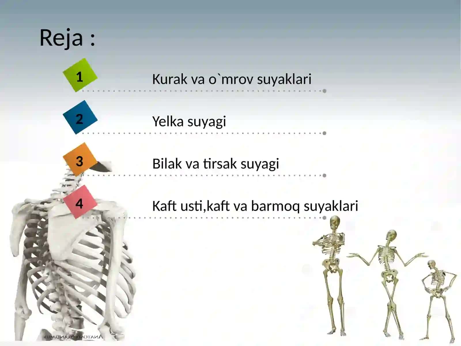 Qo`l suyaklari anatomiyasi 2