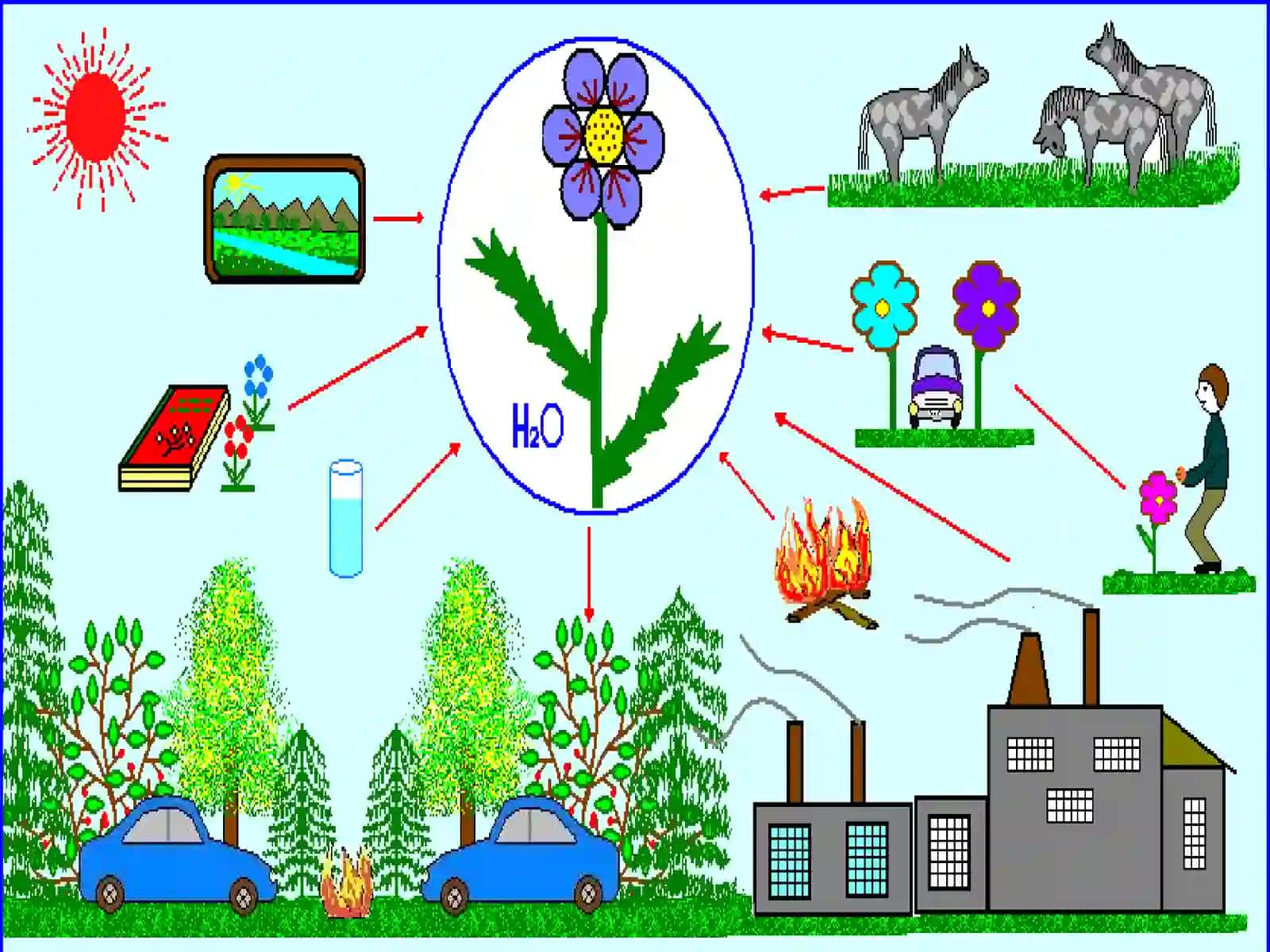 O'SIMLIKLARGA EKOLOGIK OMILLARNING TA'SIRI 2