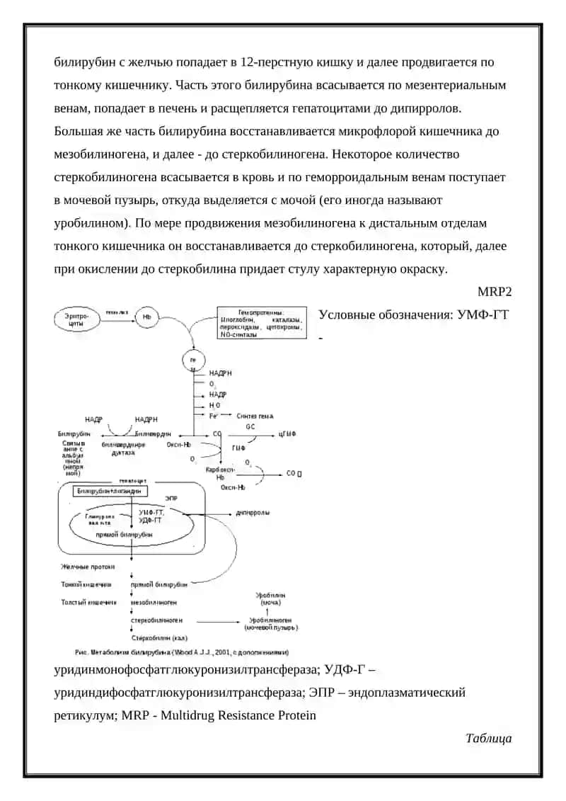 Потофизиология печени. Виды желтух 2