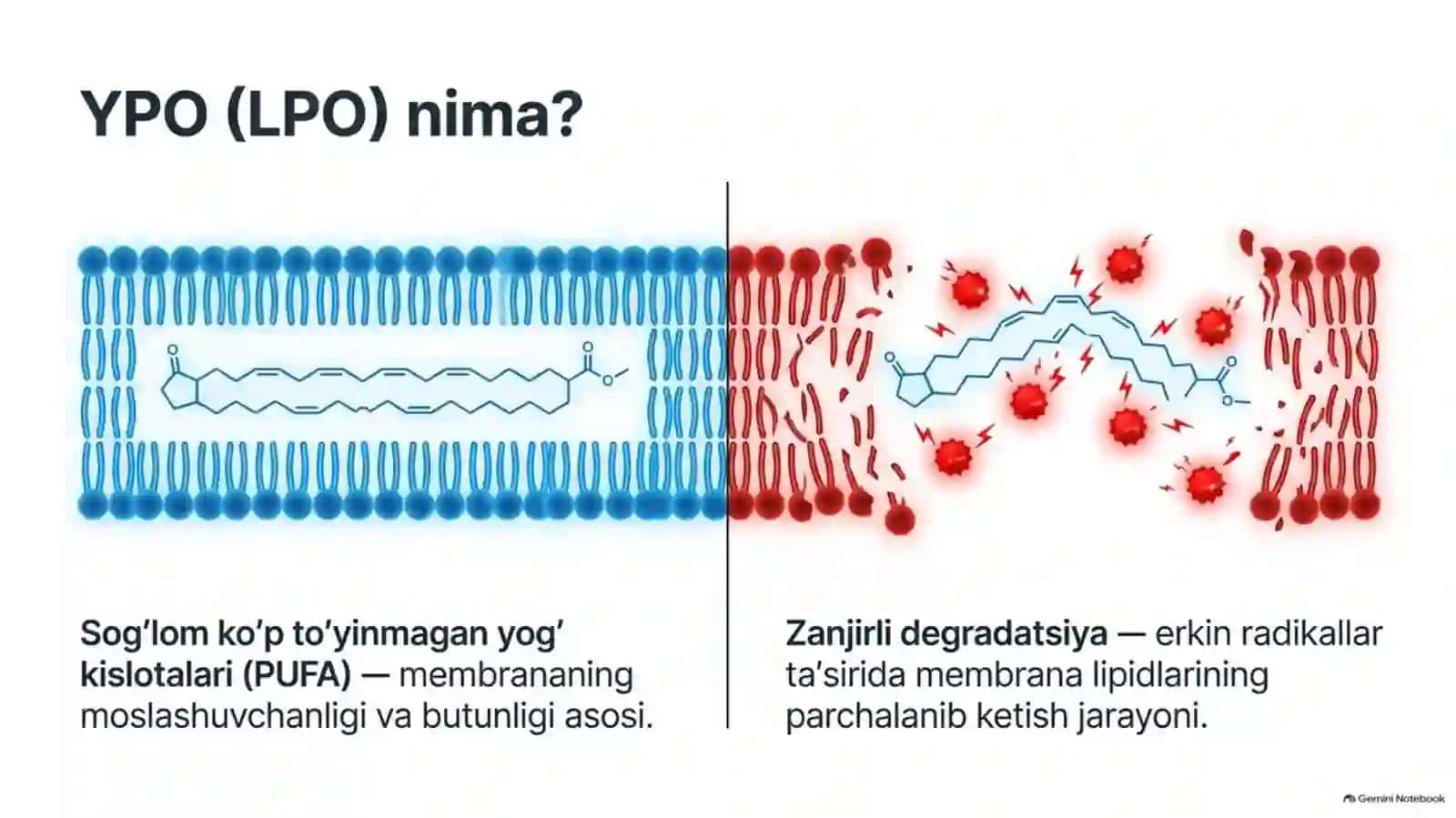 Lipidlarning peroksidlanishi va hujayra shikastlanishi — 15 slayd 2