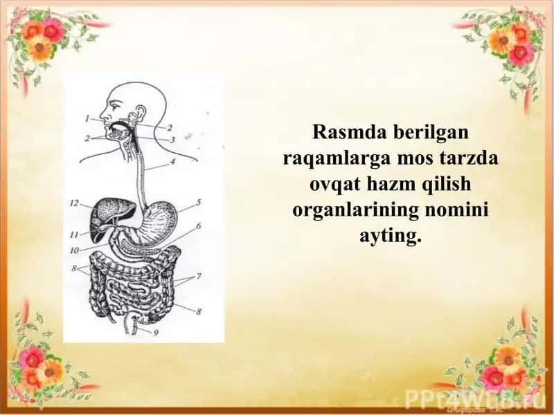 Biologiya slaydi "Ovqat hazm qilish sistemasi organlari" 2