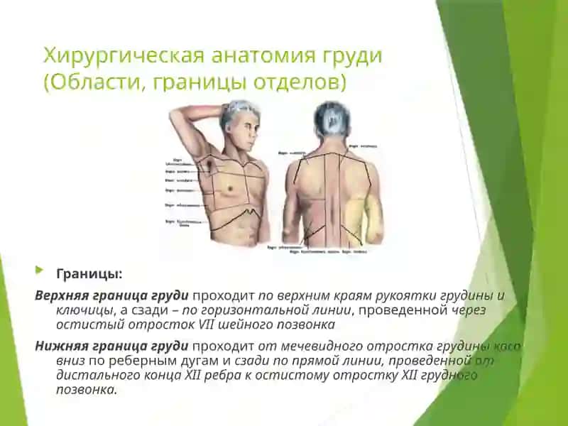 Хирургическая анатомия грудной стенки и молочной железы. Оперативная хирургия грудной клетки и молочной железы 2