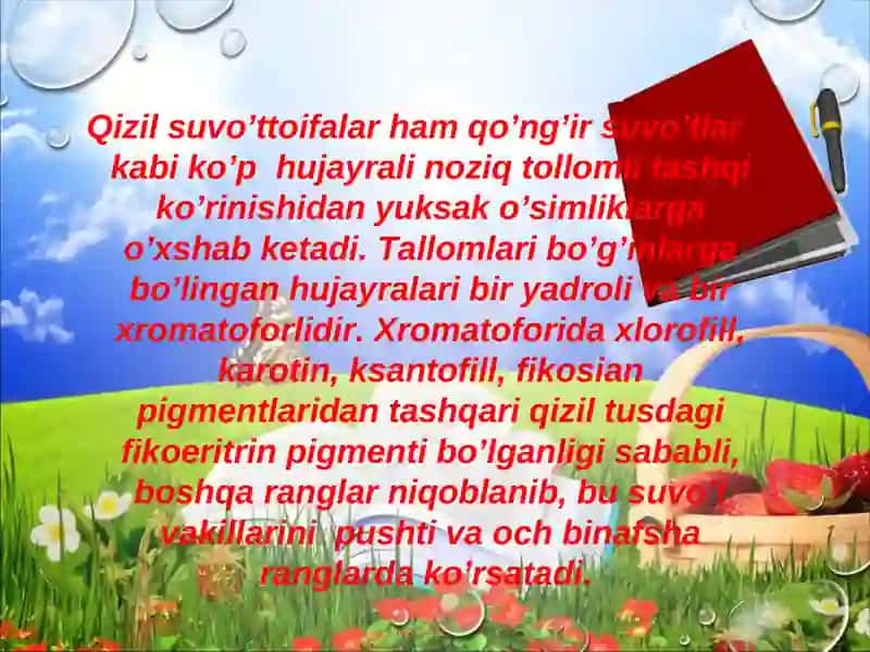 Qizil suvo’ttoifalar (Rhodophyta) 2