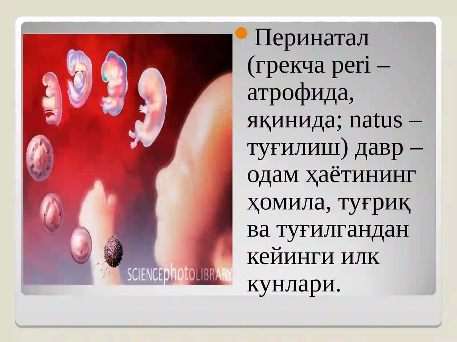 Перинатал (Prenatal davri) 2