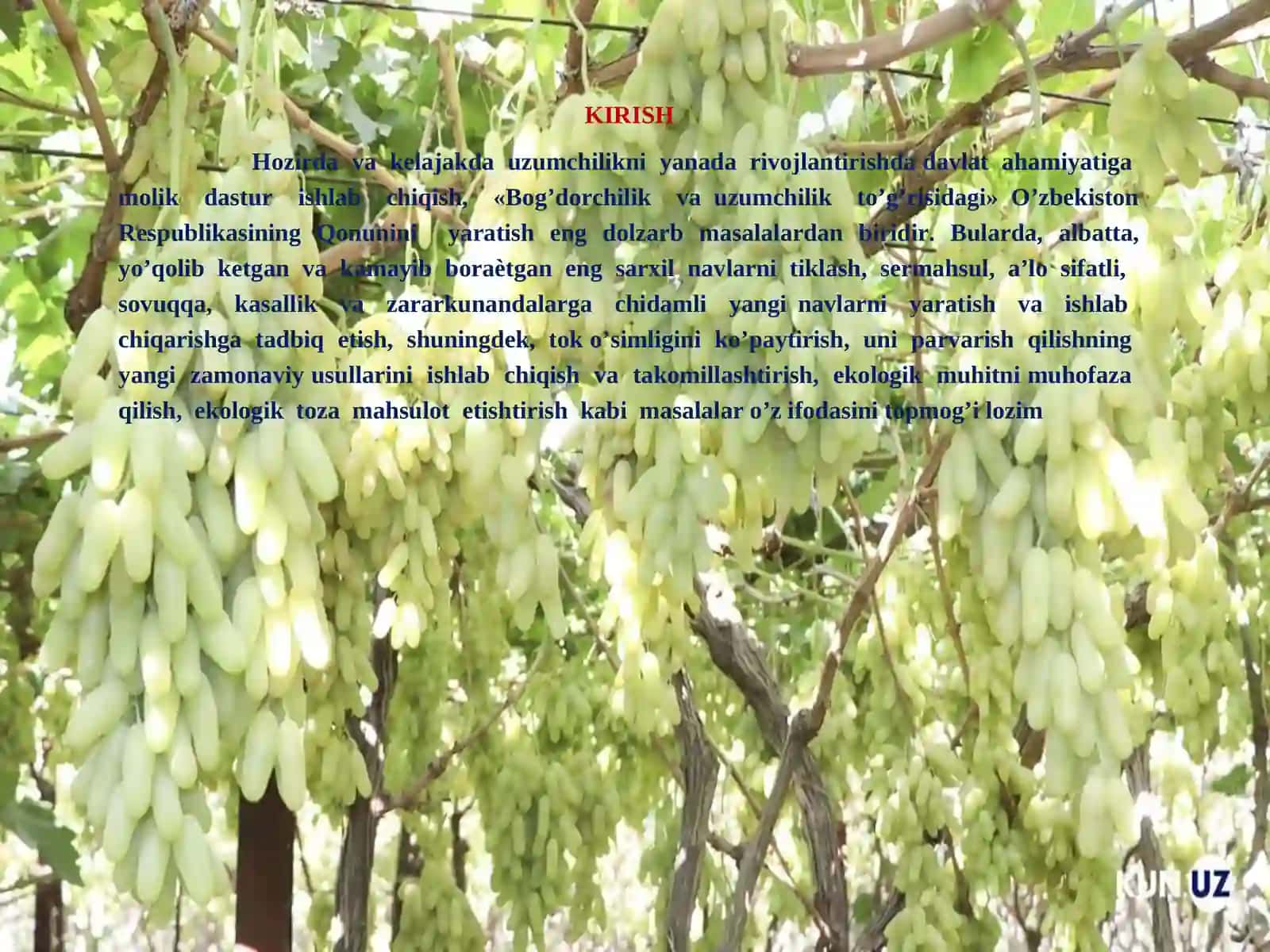 YIRIK KISHMISHBOB OQ UZUMLARNI KAUSTIK SODA ERITMASIDA ISHLOV BERIB QURITISHNI TASHKIL ETISH 2
