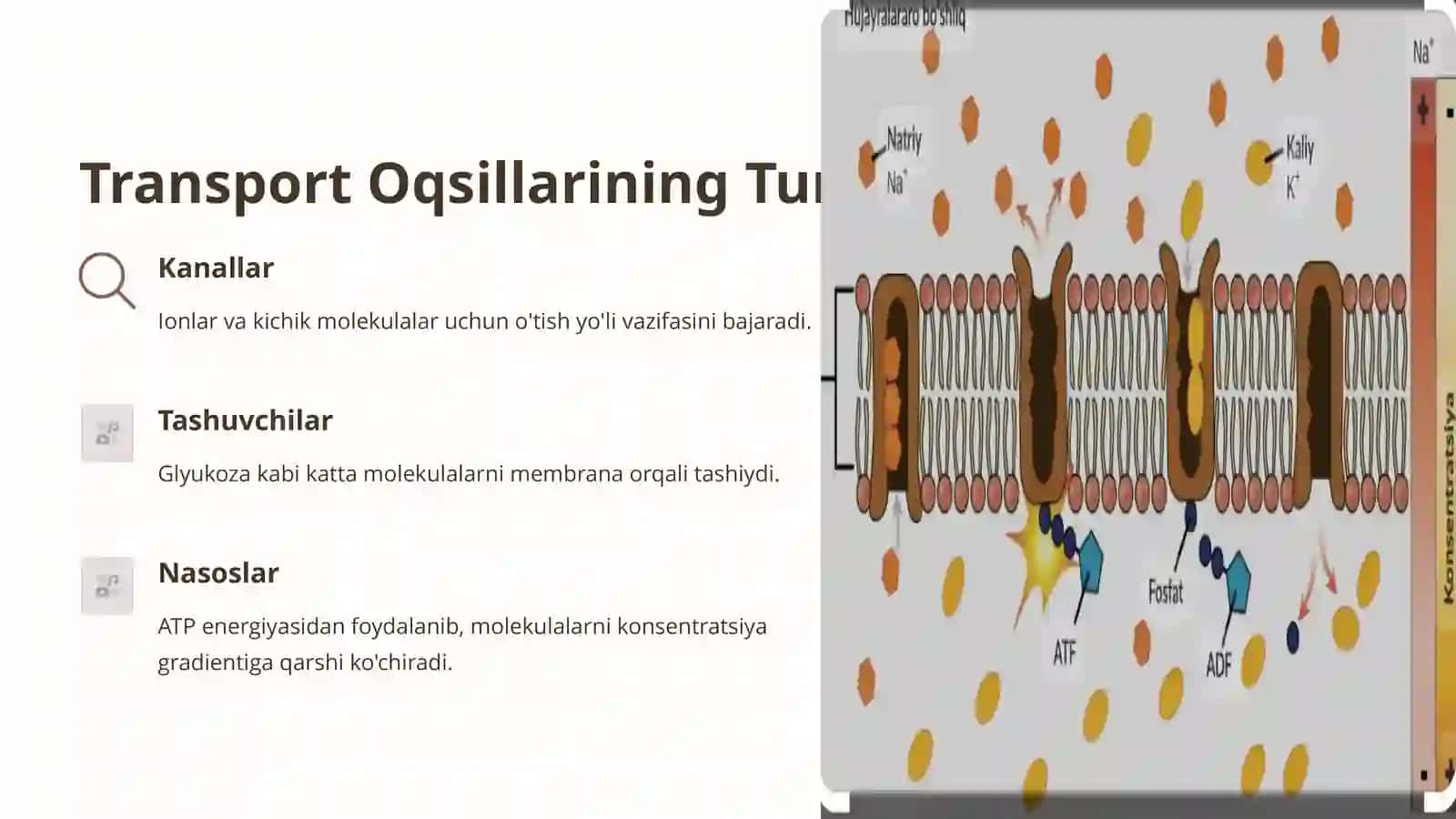 Transport Oqsillarini Hujayrada Joylanishi va Funksiyasi 2
