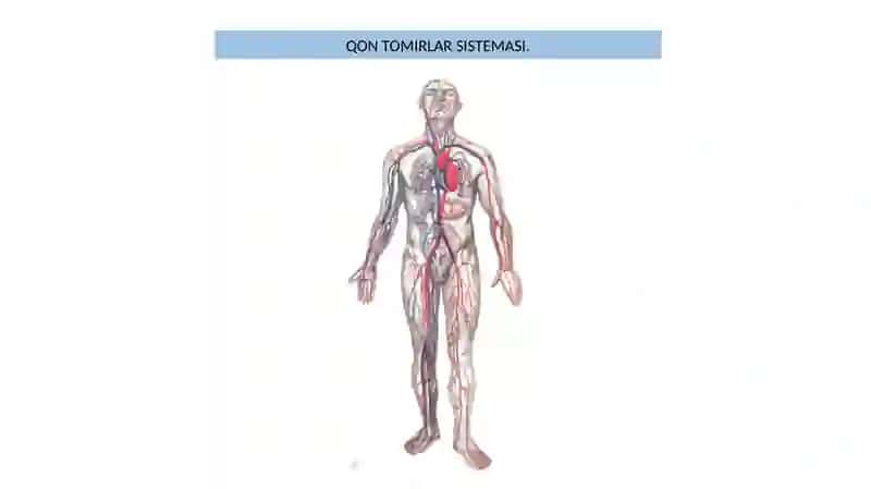 Qon Tomirlar Sistemi 2