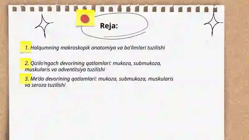 Halqum qizilo'ngach va me'da tuzulishi 2