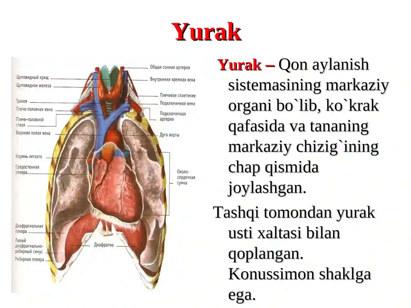 Yurak qon tomir sistemalarining yosh xususiyatlari va gigiyenasi 2