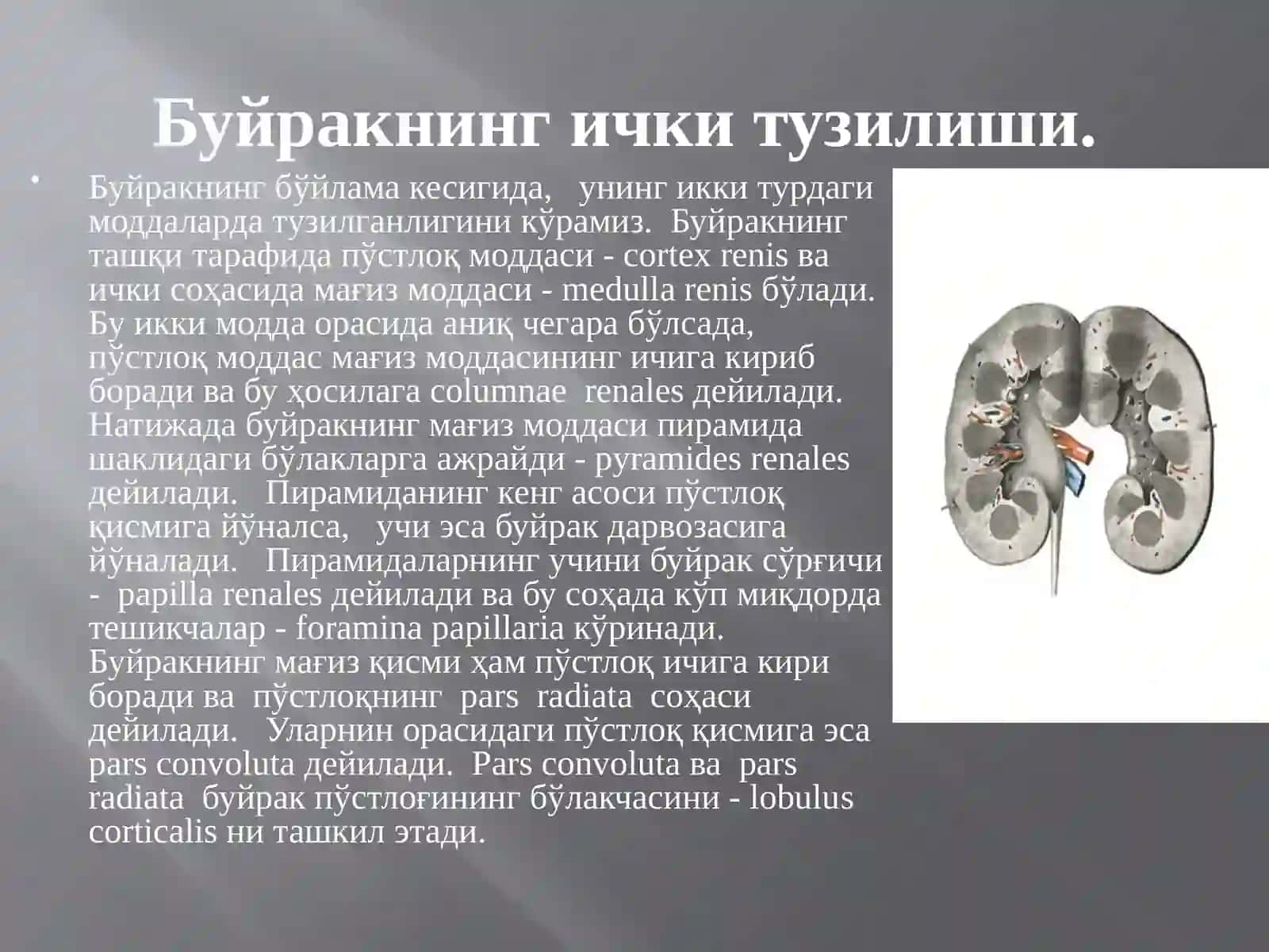 Буйрак 2