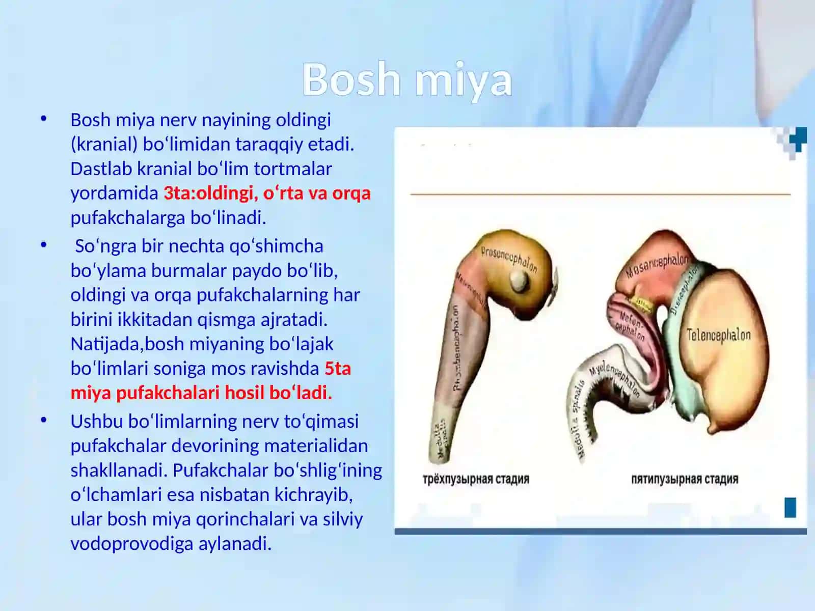NERV TIZIMI.BOSH MIYA 2