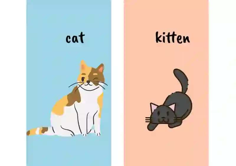 Animals 2
