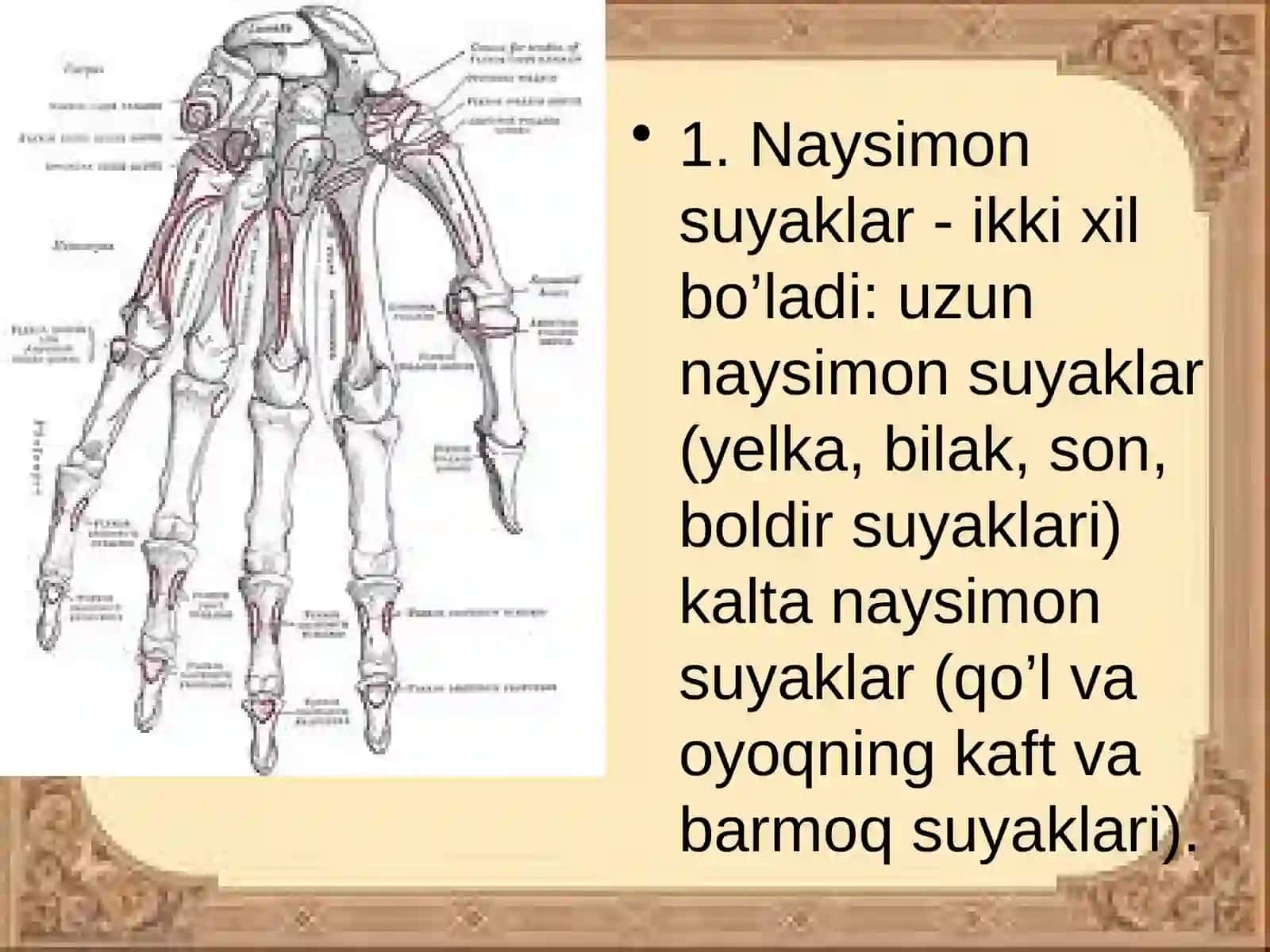 Qo`l suyaklari 2