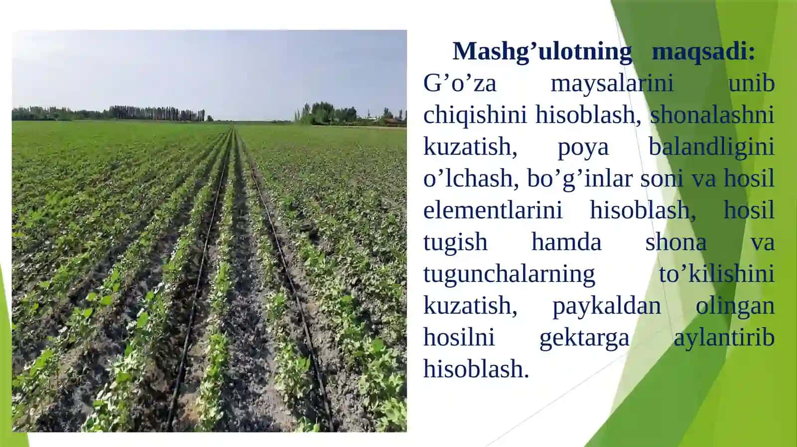 G’o’za maysalarini unib chiqishini hisoblash 2
