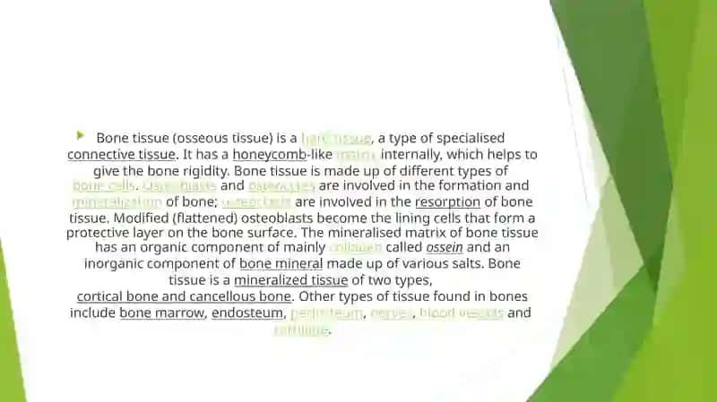 bone 2