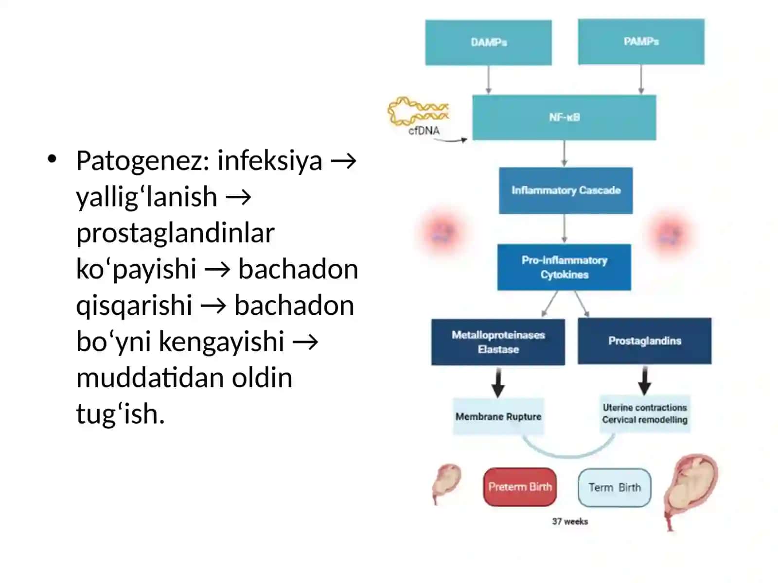Homiladorlik muddatiga yetmasligi (Muddatidan oldin tug‘ilish) 2