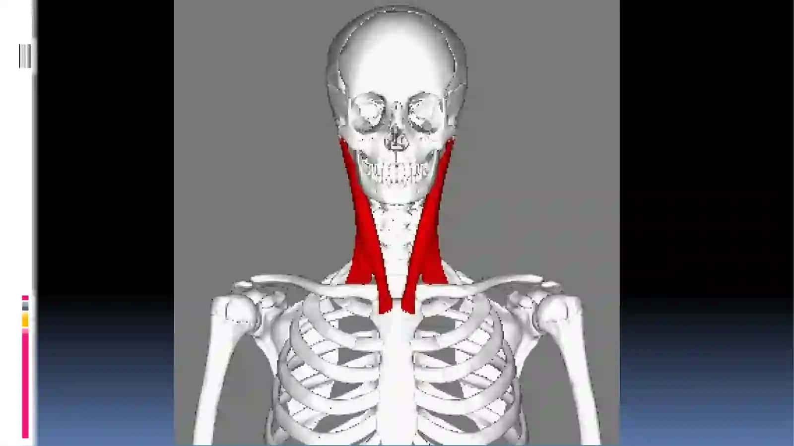ТУҒМА БЎЙИНҚИЙШИҚЛИГИ 2