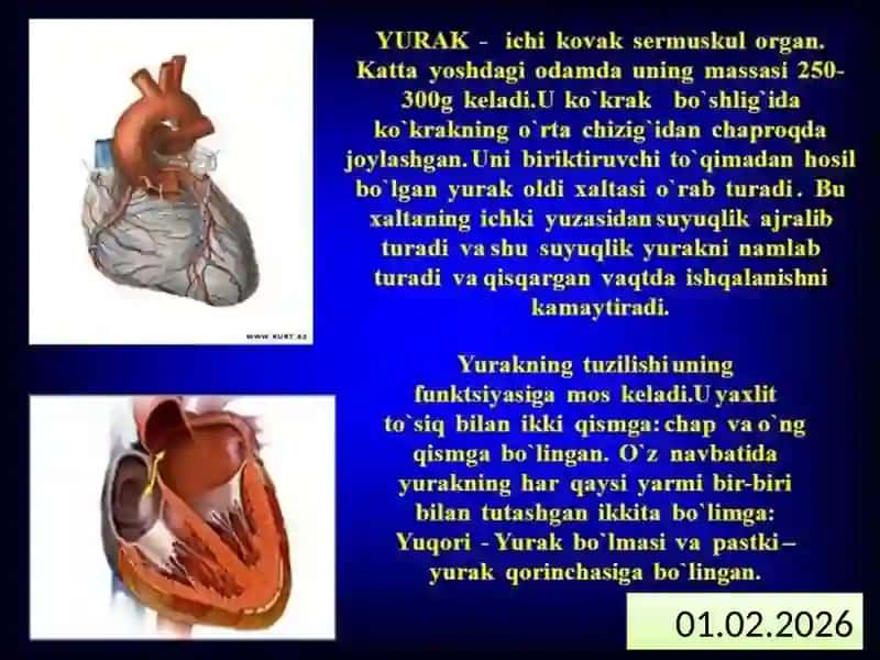 Qonvayurakqontomirtizimituzilishi 2