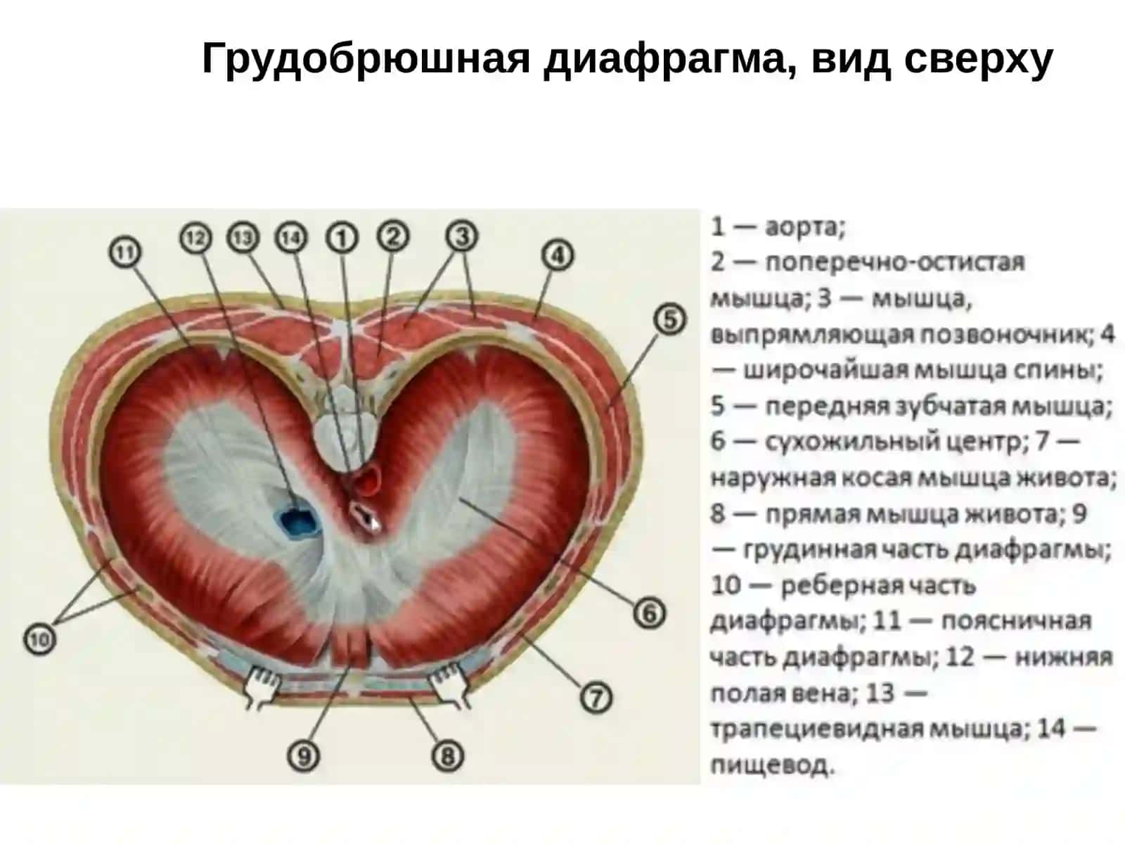 Грудобрюшная диафрагма 2