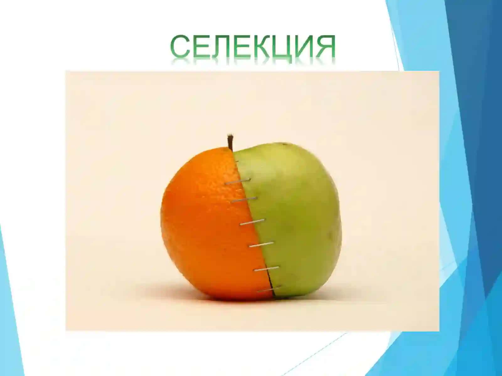 СEЛEКЦИЯНИНГ ГEНEТИК АСОСЛАРИ 2