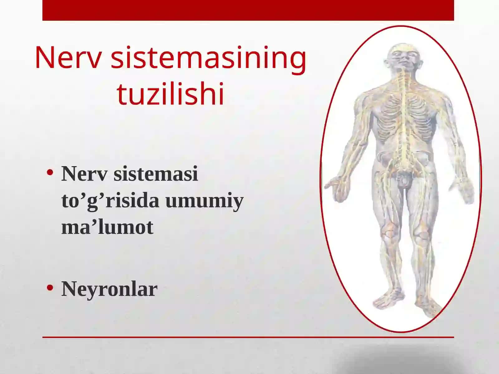 Nerv sistemasining tuzilishi 2