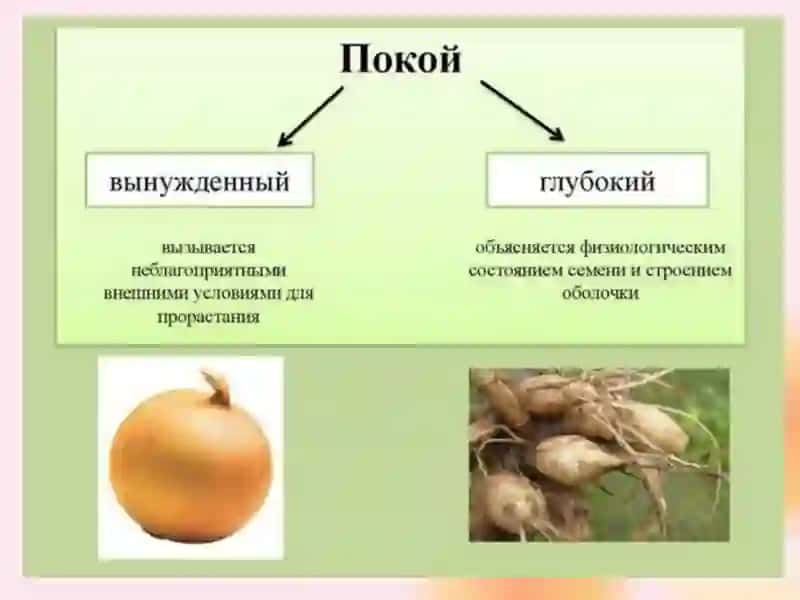 ФИЗИОЛОГИЧЕСКИЕ ОСНОВЫ ПОКОЙ РАСТЕНИЙ 2