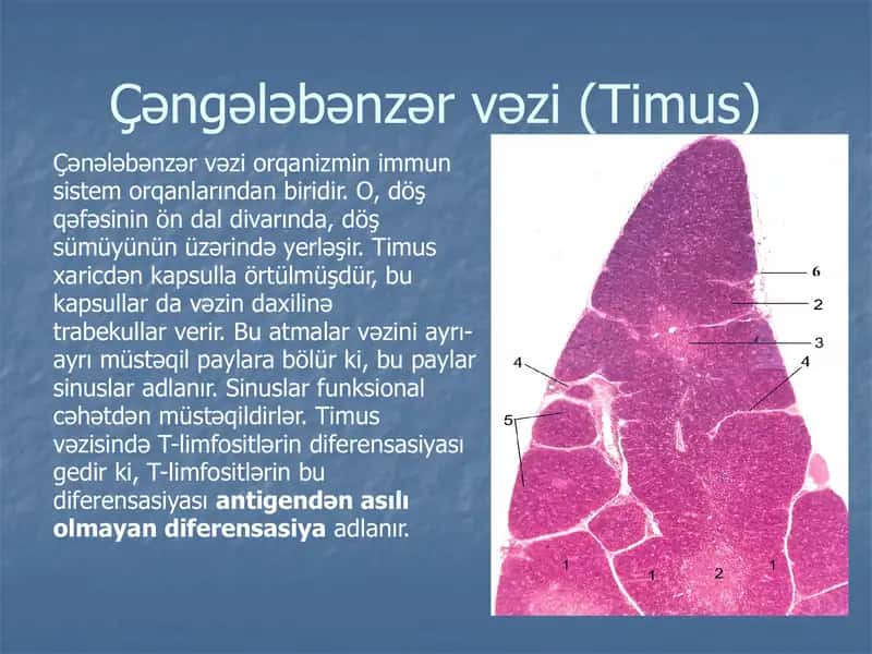 İmmunitet 2
