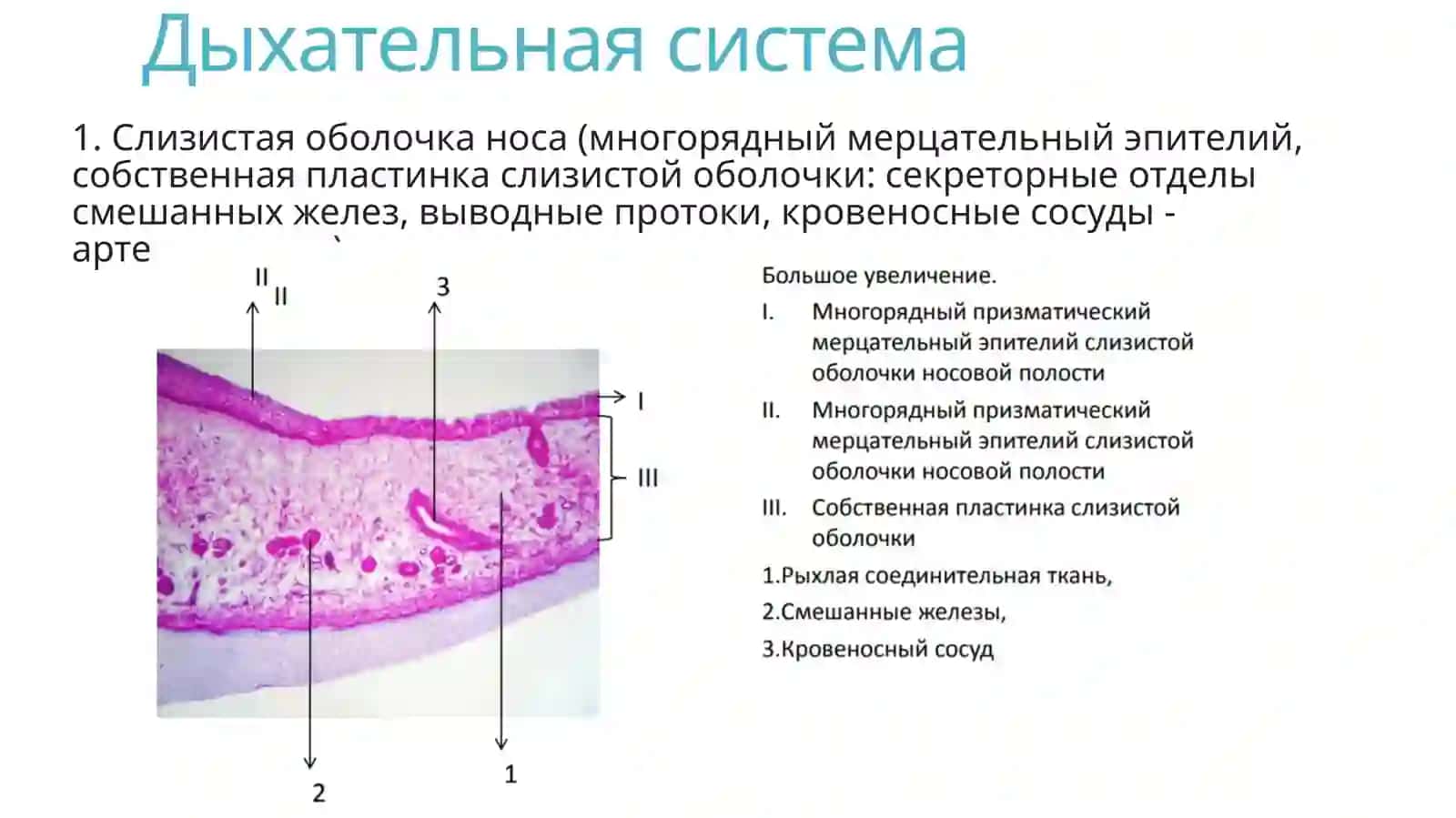 Препараты по гистологии Ч.2 2