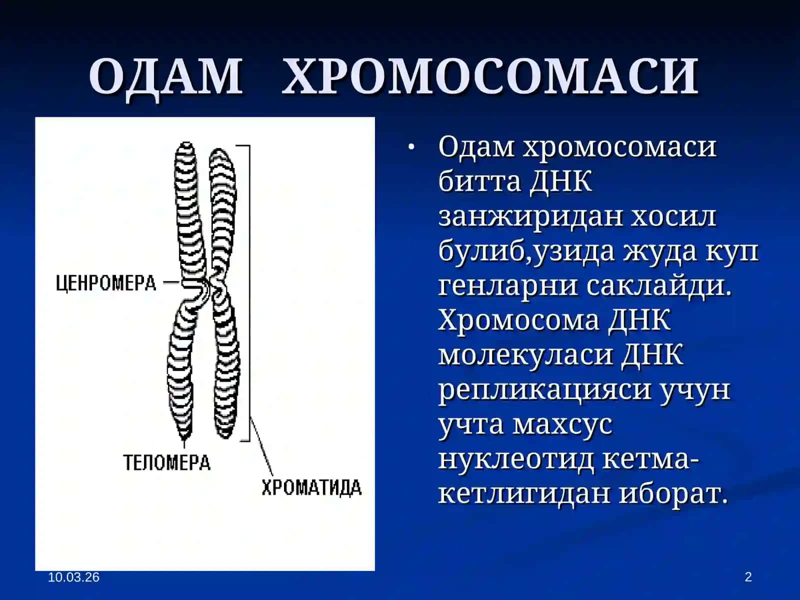 Одам Хромосомаси 2