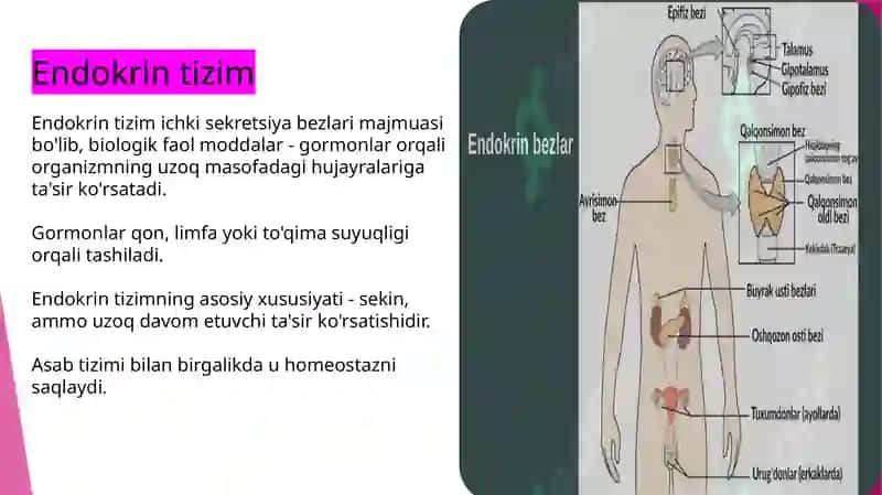 Qalqonsimon va qalqonoldi bezlarining anatomiyasi, fiziologiyasi va patologiyasi. 2