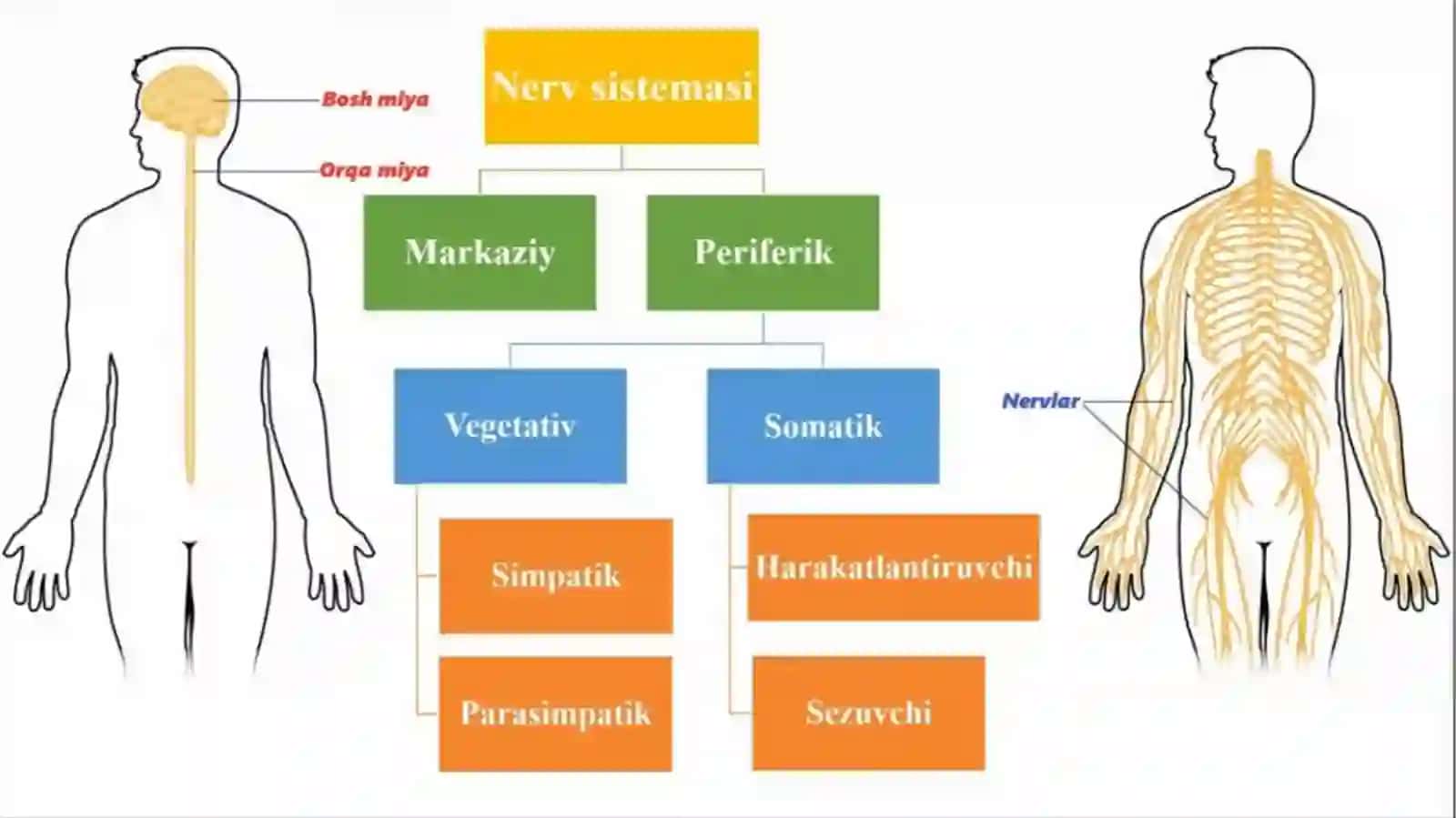 Avtonom asab tizimi, simpatik, parasimpatik va metasimpatik asab tizimi. 2