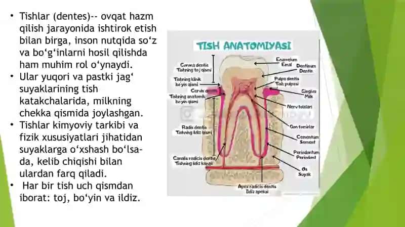 Tishlarning xususiy anatomiyasi 2