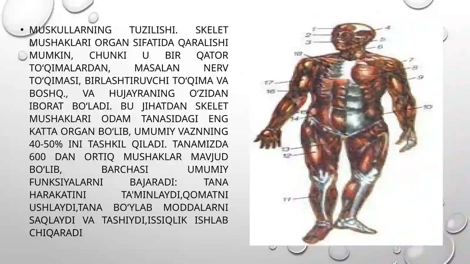 Muskulvamuskulningqisqarishbiokimyosi 2