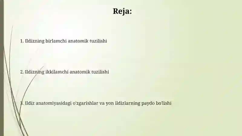 Ildizning birlamchi anatomik tuzilishi 2