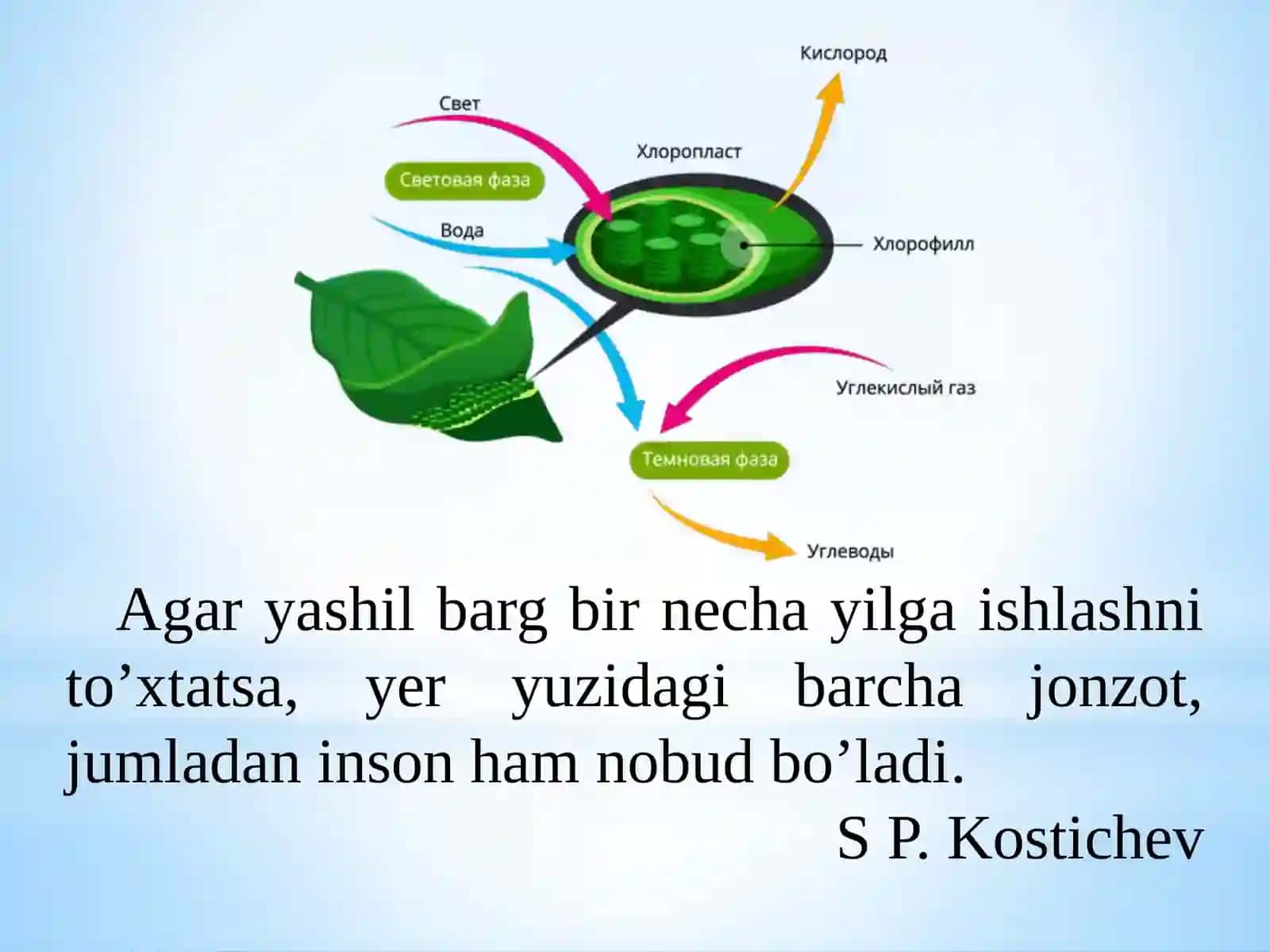 O’simliklar  fiziologiyasi 2