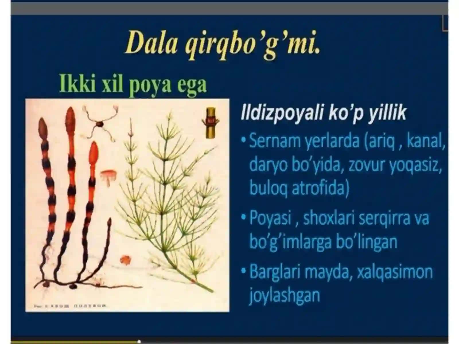 Qirqquloqlar bo'limi 2