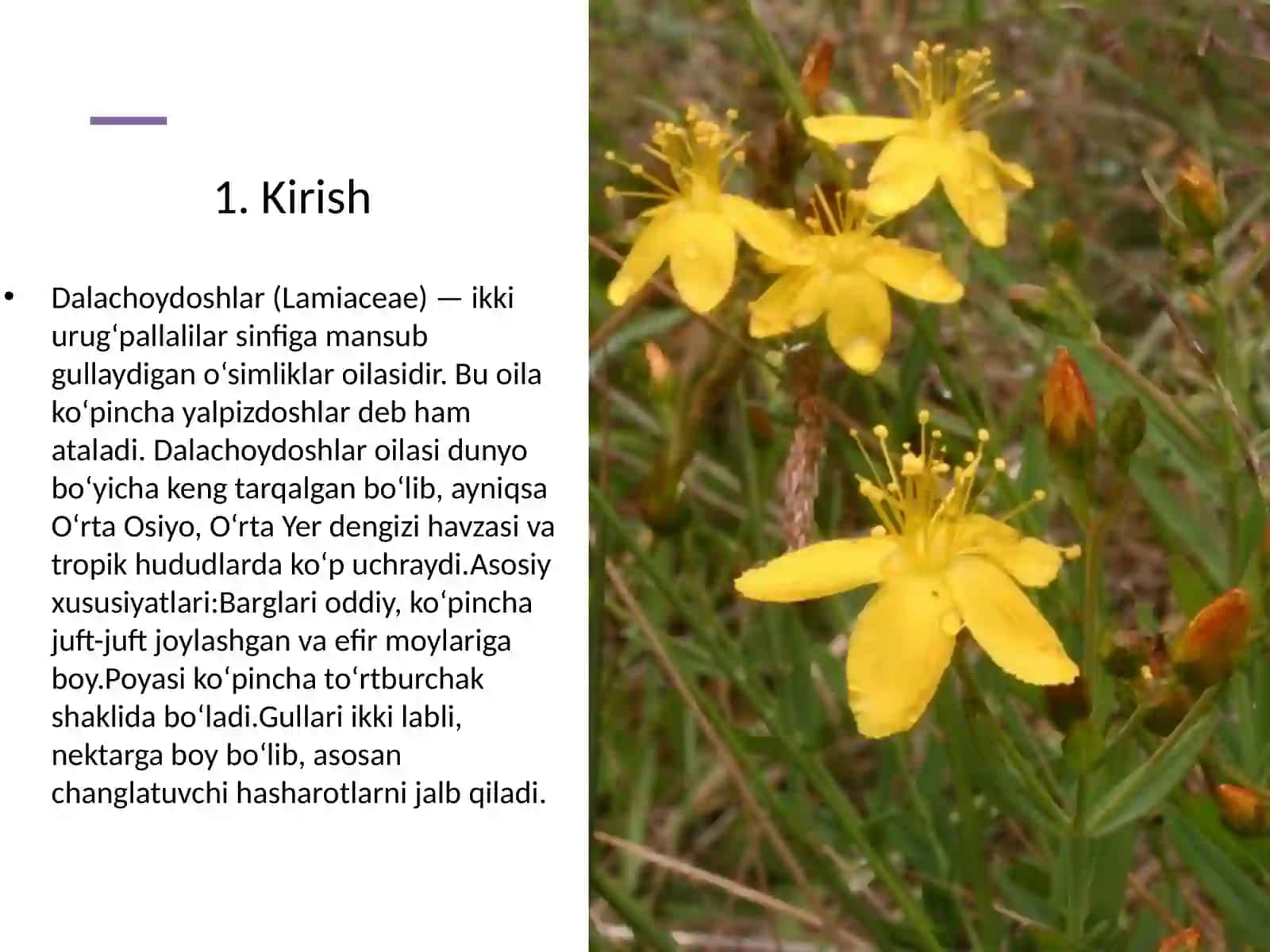 Dalachoydoshlar oilasi turlari: Biologiyasi, Ekologiyasi, Areali va Xalq xoʻjaligidagi ahamiyati 2