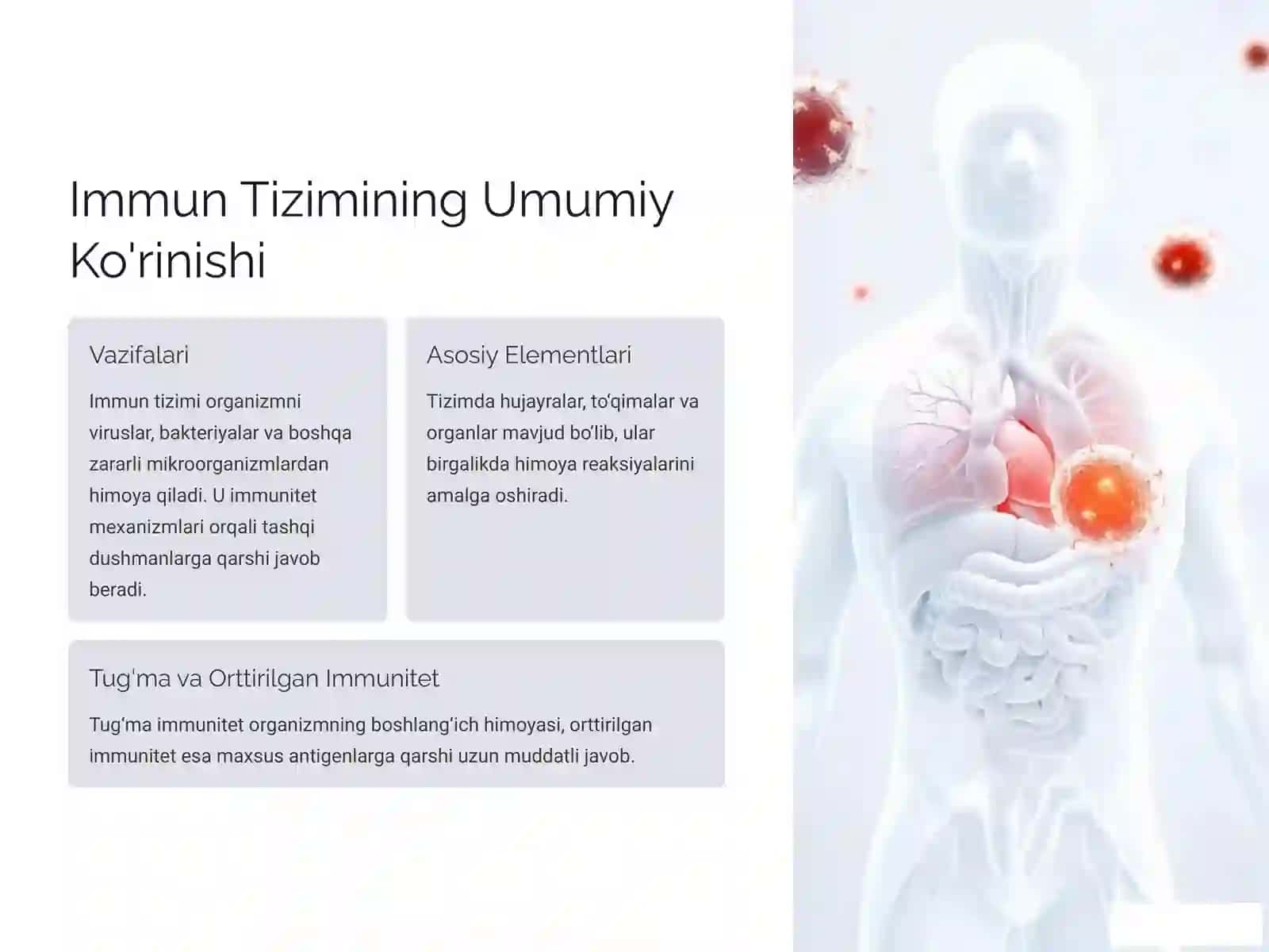 Immun Himoya Reaksiyalarining Morfologik Asoslari 2