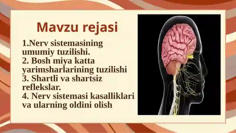 NERV TIZIMINING FIZIOLOGIYASI VA YOSH XUSUSIYATLARI 2