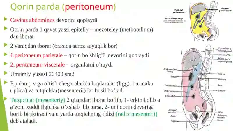 Qorinparda(peritoneum) 2