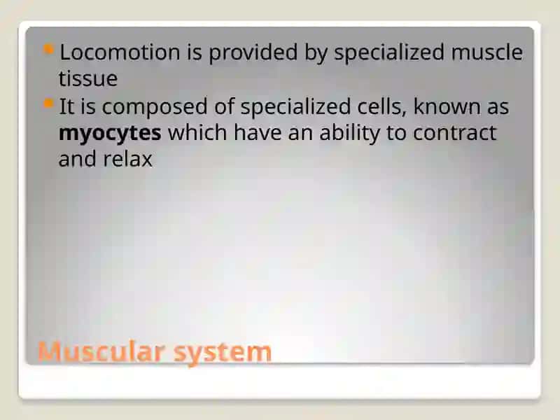 Muscular system 2