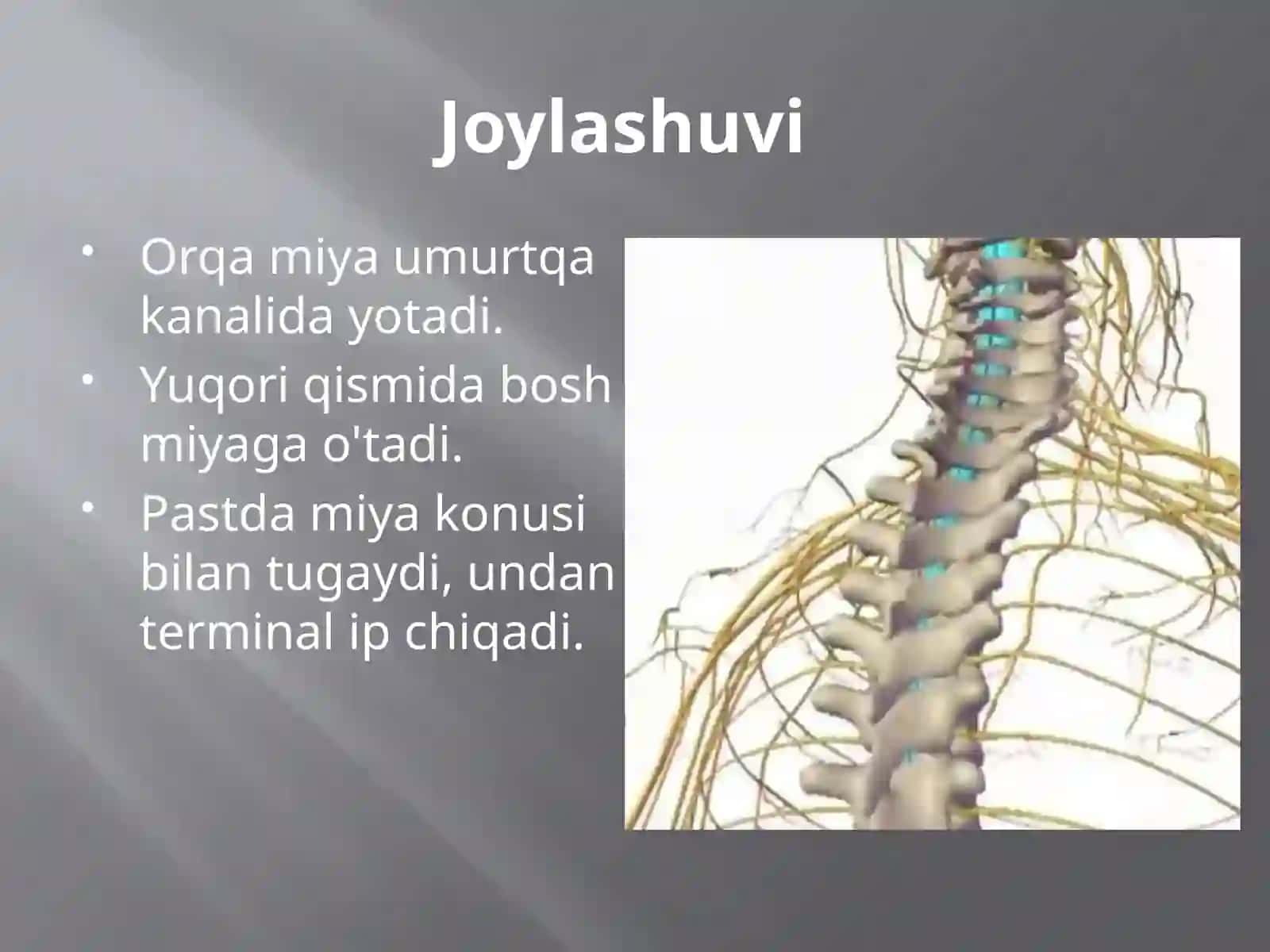 Orqa miya tuzilishi va fiziologiyasi 2
