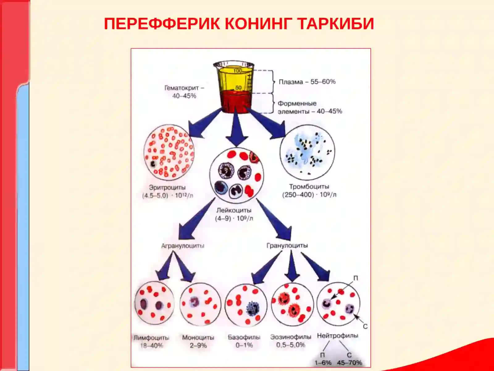 ПЕРЕФФЕРИК КОНИНГ ТАРКИБИ 2