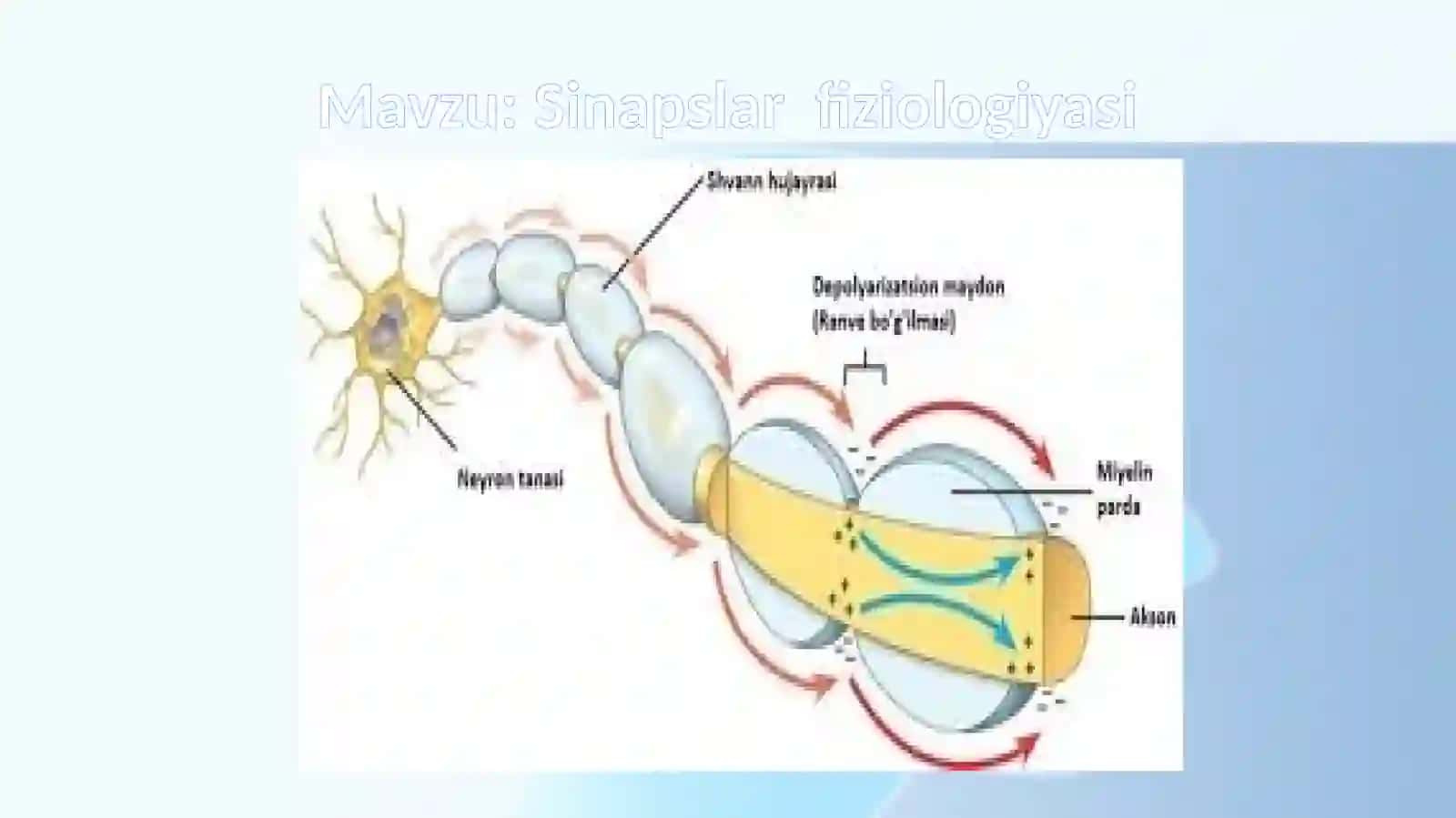 Sinapslar fiziologiyasi 2