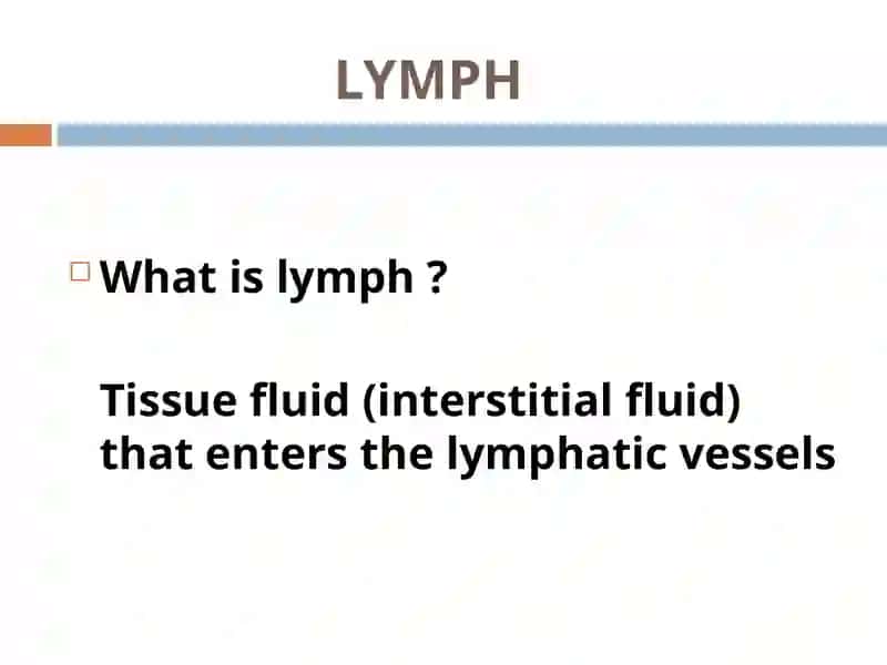 lymphatic system 2