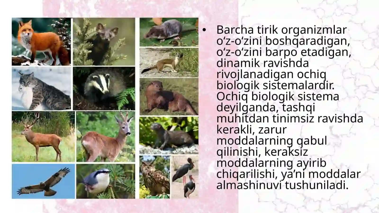 Hayvonlarning qonaylanish organlari evolutsiyasi 2