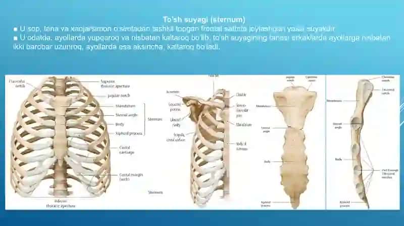 Ko’krak qafasi suyaklari, Ko’krak qafasi bo’g’imlari. 2