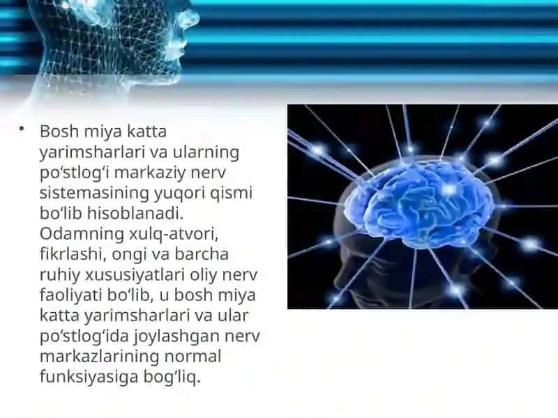 Oliy nerv faoliyati 2
