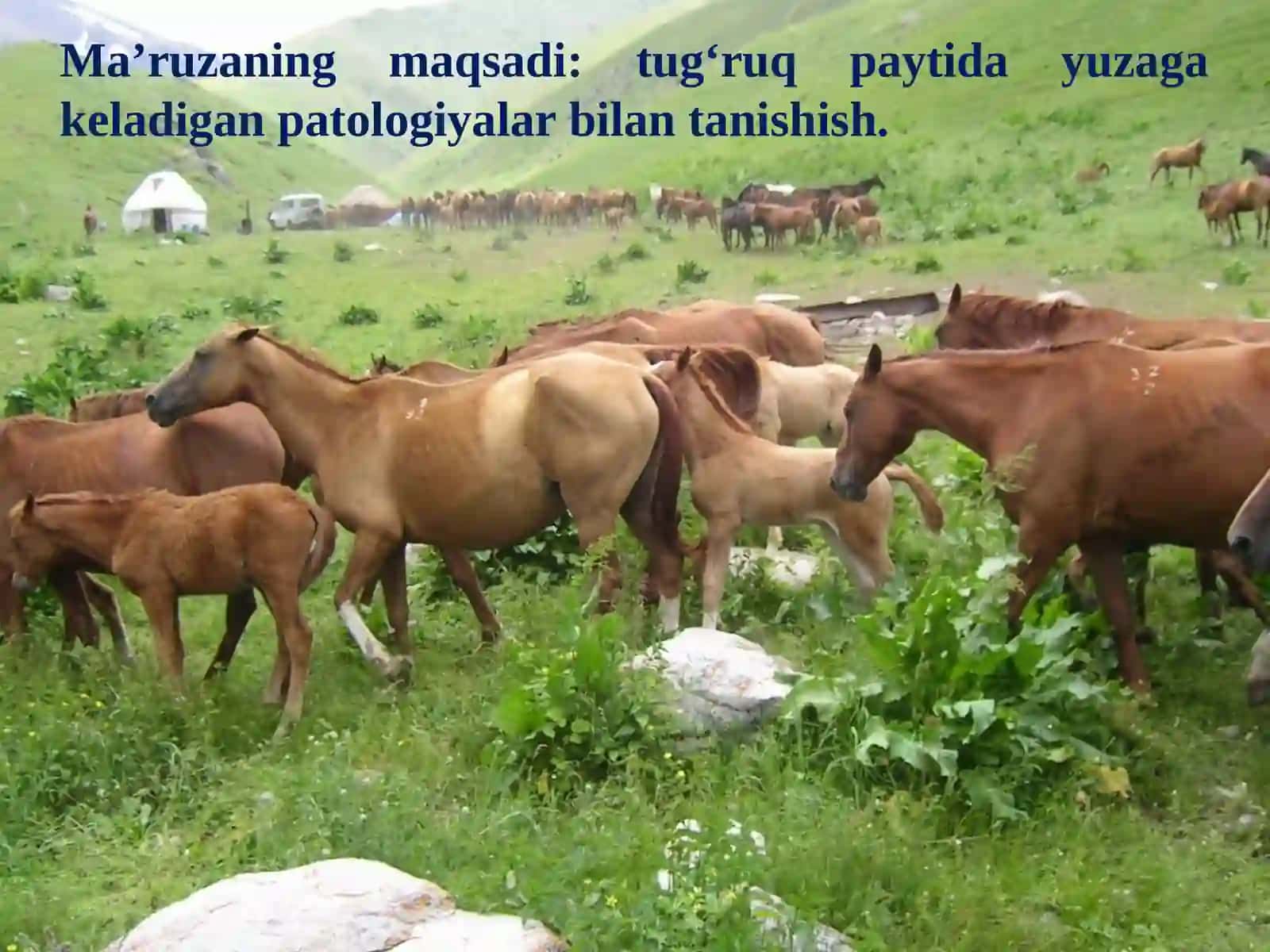 VETERINARIYA AKUSHERLIGI 2